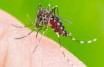 Lafaiete registra mais de 12 casos de dengue por dia