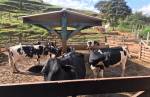  Polícia Civil recupera gado furtado avaliado em 18 mil  em Lafaiete