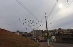 Sem controle, pombos voltam a povoar escola Júlia Miranda e Centro do Idoso