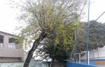 Diretoras do Colégio Queluz de Minas denunciam envenenamento de árvores centenárias