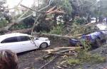 Chuva e ventos fortes derrubam árvore e destroem carros no São Sebastião; proprietário relata susto 