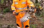 Bombeiros resgatam coruja presa em linha de pipal em Congonhas