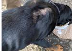 PM e Recanto dos Animais resgatam cão em situação de maus tratos