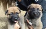 Polícia Civil de Minas realiza votação para escolher nomes de novos cães da instituição