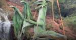 Exposição: dragões tomam conta de Congonhas durante todo o mês de outubro