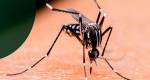 Aedes em destaque: especialista esclarece se mosquito da dengue é o único com listras brancas