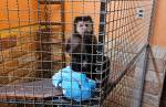 Congonhas: Polícia Civil resgata macaco-prego em situação de maus-tratos