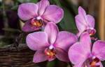 Associação Orquidófila de Lafaiete se prepara para sua 5ª Mostra de Orquídeas