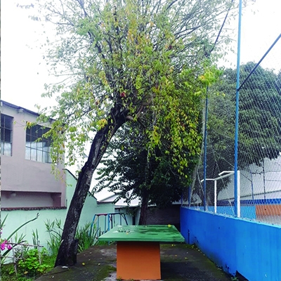 A árvore fazia sombra para os alunos da escola