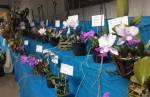 Exposição de Orquídeas acontece neste fim de semana em Lafaiete; confira a programação