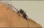 Lafaiete já confirmou mais de 29 mil casos de dengue