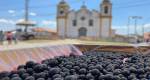 Jabuticaba: a pérola negra que move Minas Gerais com tradição e festivais