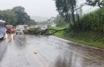 Chuva intensa derruba árvores e complica trânsito na BR-040