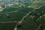 Sindijori: Cafeicultores  lançam marca território